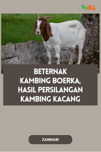 Beternak Kambing Boerka, Hasil Persilangan Kambing Kacang